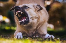 Godišnje u Srbiji 12.000 napada pasa na ljude