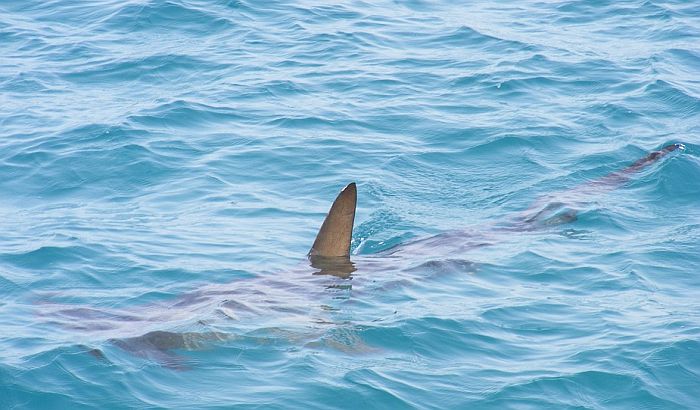  Kod Šibenika uhvaćen morski pas težak pola tone 