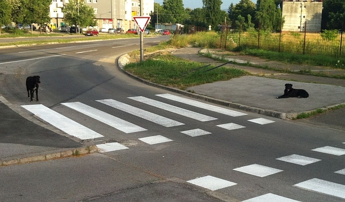 Manje tužbi protiv Novog Sada zbog ujeda pasa lutalica, više zbog upadanja u šahtove i okliznuća