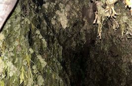 U selu kod Loznice ukupno zaplenjeno oko 356 kilograma marihuane U selu kod Loznice ukupno zaplenjeno oko 356 kilograma marihuane
