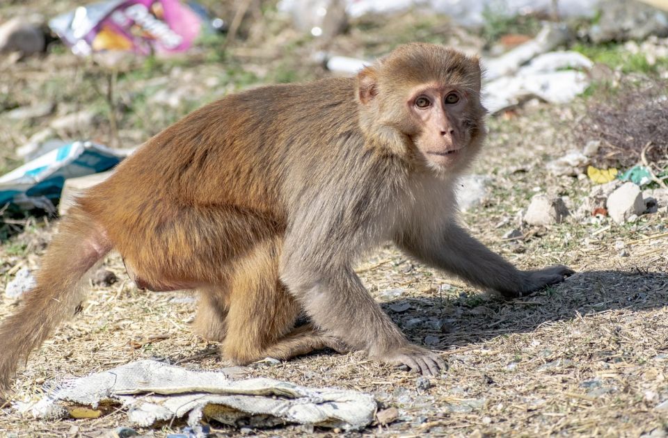 Majmuni pobegli iz prevrnutog kamiona na auto-putu u Misisipiju: Ubijeni svi osim jednog
