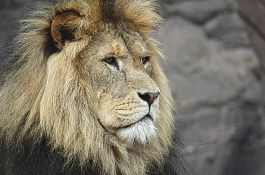 Četiri lava u Zoo vrtu u Barseloni imaju koronu