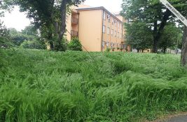 Sombor nepokošen, vazduh zasićen polenom