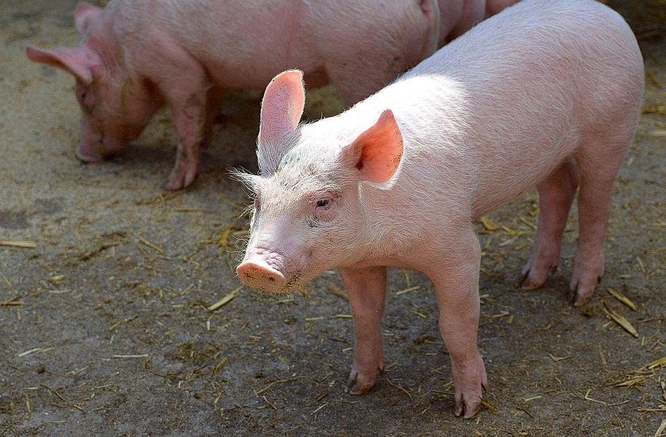 U Somboru povučeno 400 kilograma nebezbednog mesa iz prometa