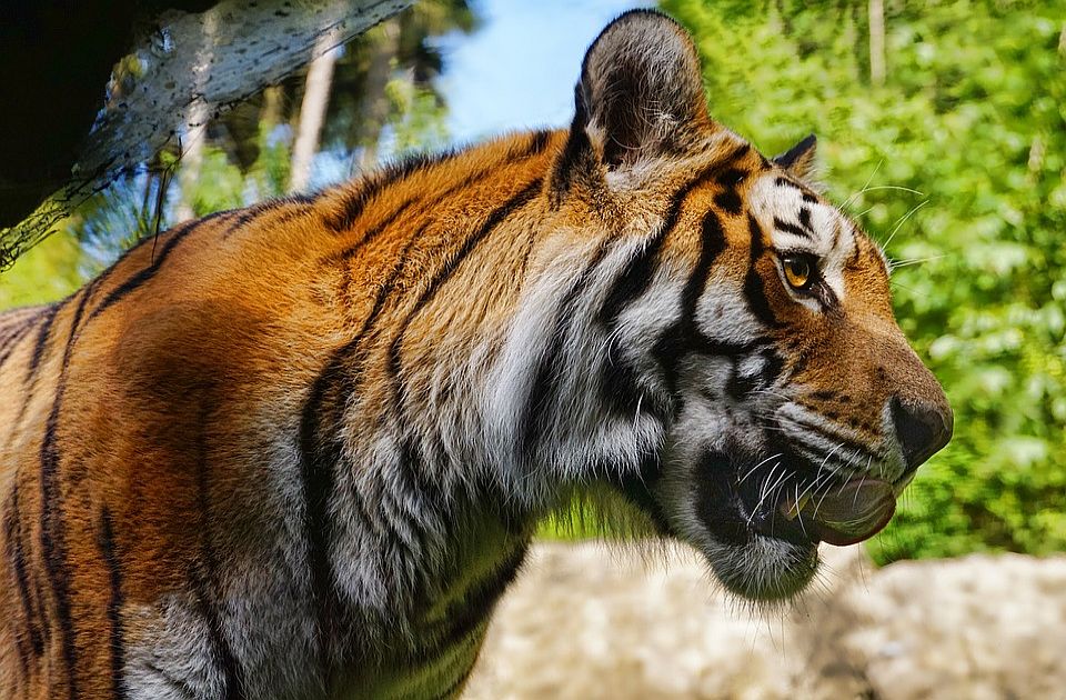 Radnicu u safari parku u Čileu usmrtio tigar