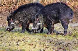 Čopor divljih svinja izazvao više sudara, poginule dve osobe