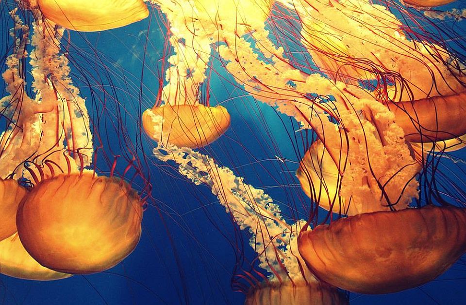 Objavljena karta rasprostranjenosti meduza u Jadranu