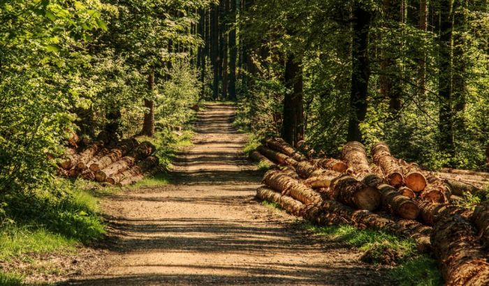 Nemački sud naložio "Tesli" da prestane sa sečom drveća na mestu buduće fabrike