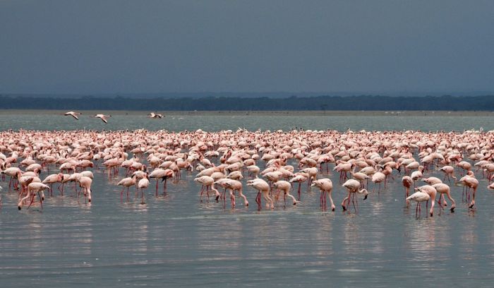 Jezero flamingosa ugroženo zagađenjem