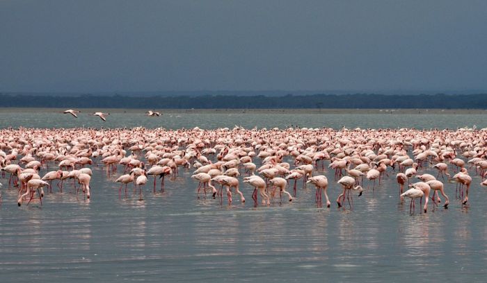 Jezero flamingosa ugroženo zagađenjem
