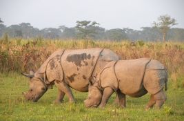 Prvi put u 45 godina: U indijskoj državi nije ubijen nijedan nosorog