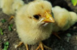 Ubijeno 4,6 miliona živine zbog ptičijeg gripa u Francuskoj