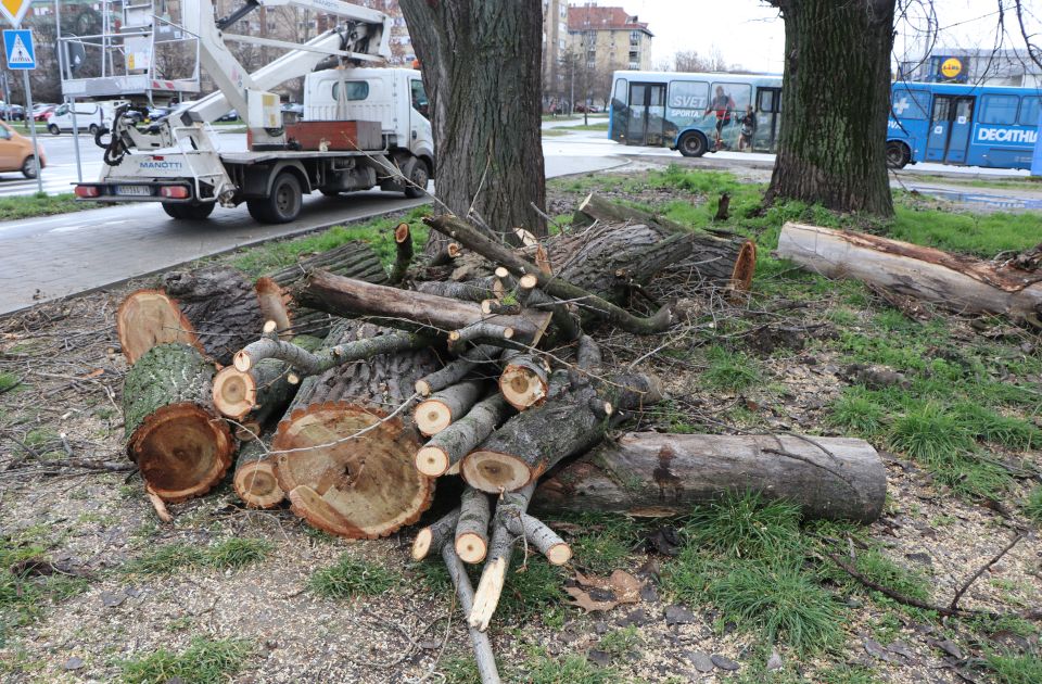 FOTO, VIDEO: Seku se stabla na Limanu IV, trulež ugrožava dve topole