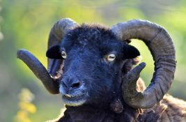 VIDEO: Farmer oformio prvo stado gej ovnova - da ih spasi od klanja