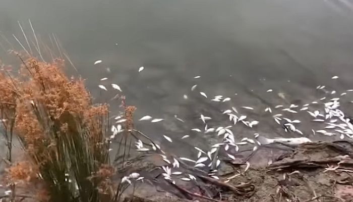 VIDEO: Stotine hiljada riba uginulo u Australiji