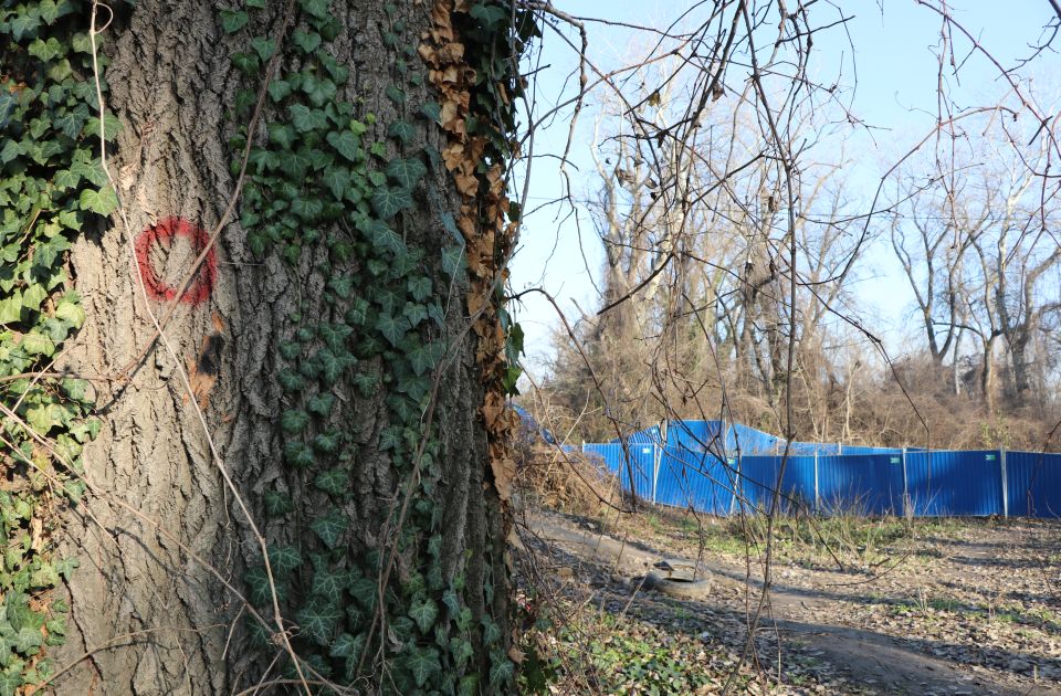 Direktor "Vojvodinašuma": Mi smo samo izvršioci posla na Šodrošu, za seču označeno 140 stabala