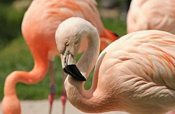 Flamingosi usred zime na jezeru u Turskoj