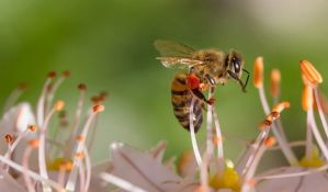  Pčelari stariji od 65 godina traže dozvolu da obiđu, dohrane i napoje pčele