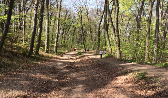 VOICE: Nacionalni park za požare na Fruškoj gori krivi građane, a ne sprovodi protivpožarnu zaštitu