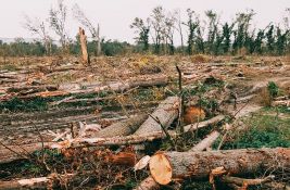 FOTO: Ovako sada izgleda šuma na 