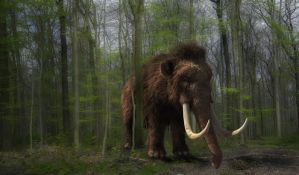 Naučnici planiraju da kloniranjem vrate u život mamute i druge izumrle životinje