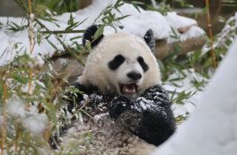 VIDEO: Pande u zoo vrtu u Vašingtonu oduševljene snegom 