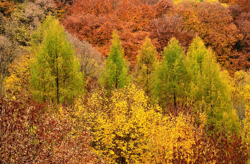 Novi pokušaj da se šuma na Fruškoj gori proglasi za svetsku baštinu, prethodno odbijena zbog seče