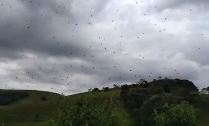 VIDEO: "Kiša" paukova u Brazilu