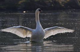 Društvo za zaštitu ptica Srbije poziva građane: Priključite se popisu ptica vodenih staništa