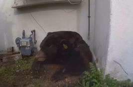 VIDEO: Medved mu mesec dana živeo ispod kuće, oteran pejntbol kuglicama