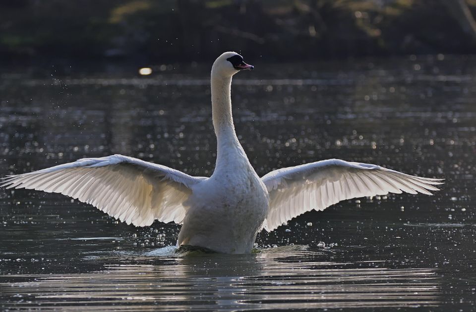 Društvo za zaštitu ptica Srbije poziva građane: Priključite se popisu ptica vodenih staništa
