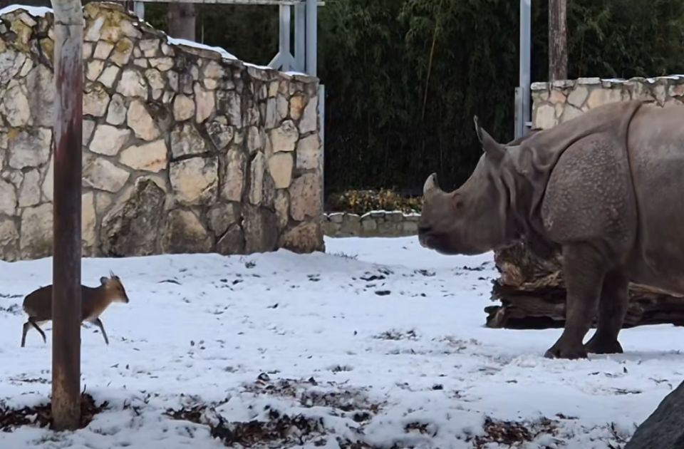 VIDEO: Mali jelen od 13 kilograma se suprotstavio nosorogu od 1,7 tona u zoo vrtu u Poljskoj