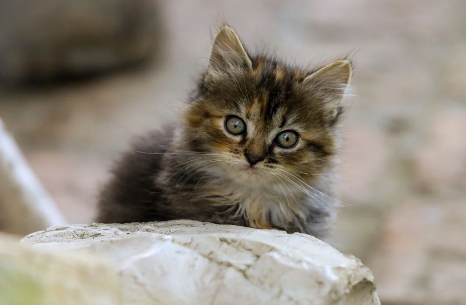 Mače preživelo sedmodnevno putovanje kamionom iz Turske u Nemačku