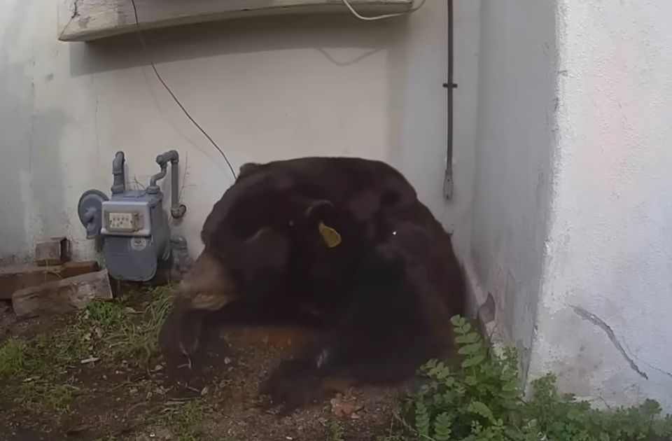VIDEO: Medved mu mesec dana živeo ispod kuće, oteran pejntbol kuglicama