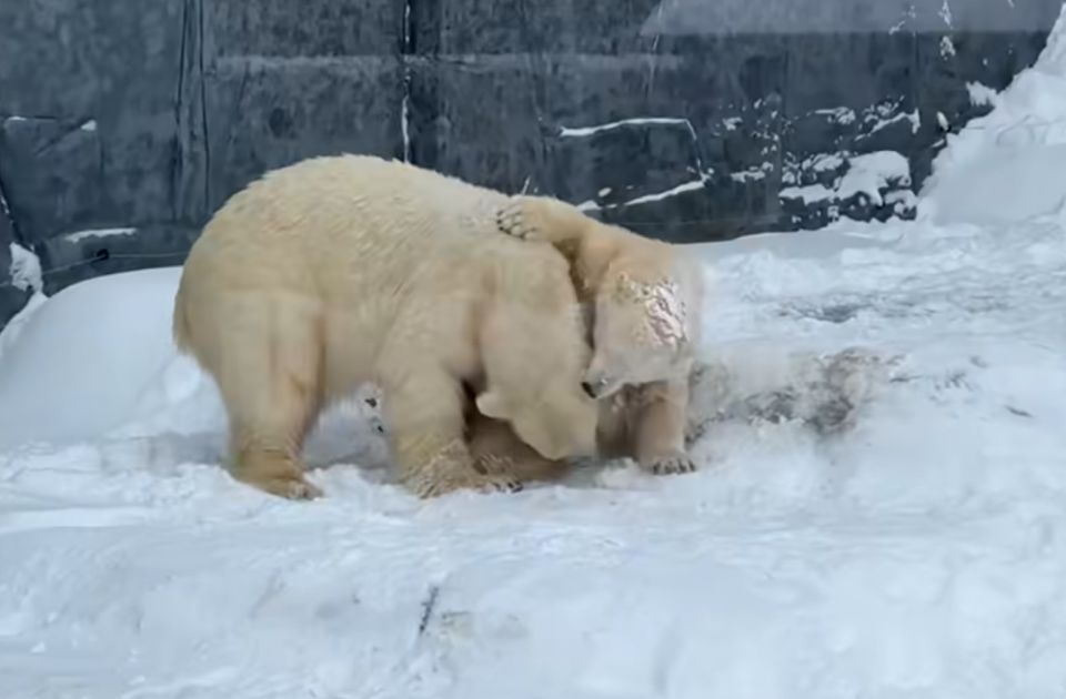 FOTO, VIDEO: Mladunci polarnih medveda u Mađarskoj prvi put videli sneg 