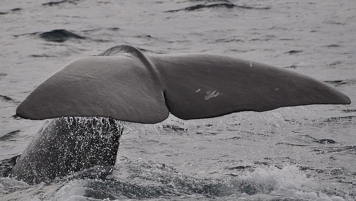 Alarmantna količina plastike u kitovima