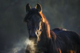 Tužilaštvo istražuje navode da je u selu kod Leskovca konj prebijen čekićem