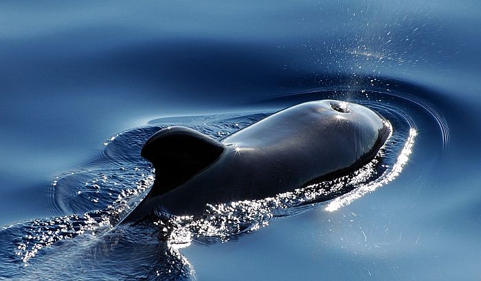 Pedesetak kitova se nasukalo na obalu Islanda