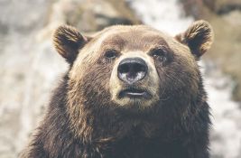 Medved teško povredio planinara u parku Jelouston