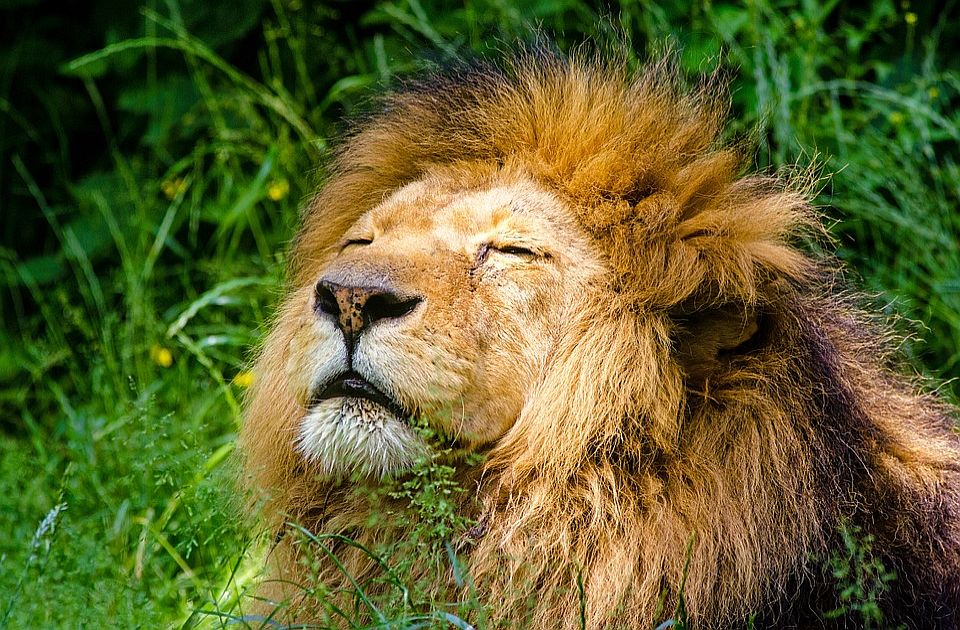 Lavovi i tigrovi u zoo vrtu u Vašingtonu imaju koronu