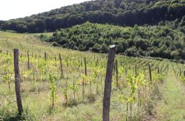 Milenijum tim kupio Navipove vinograde na Alibegovcu