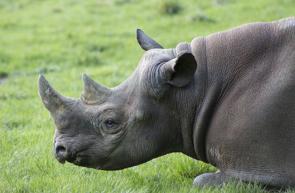 U Indiji spaljeno oko 2.500 starih rogova povodom Svetskog dana nosoroga