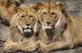Četiri lava u Zoo vrtu u Barseloni se oporavila od korone