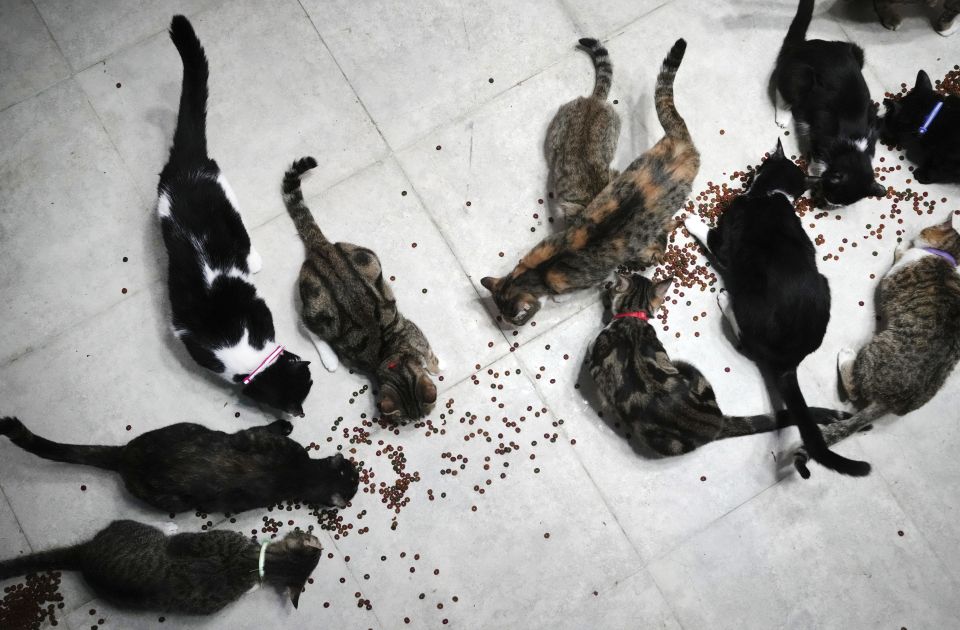 Persijske mačke u Teheranu imaju svoj mjau-muzej