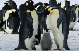 FOTO: Nestašica jaja od pingvina na Futoškoj pijaci nasmejala korisnike društvenih mreža