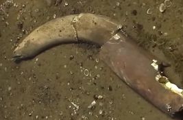 VIDEO: Rekordno nizak Dunav u Bugarskoj otkrio kosti mamuta