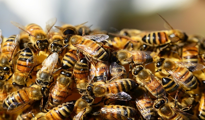 Trovanjem košnica napravili štetu od 4,4 miliona, osumnjičeni tvrde da upotrebljena količina pesticida nije opasna za pčele
