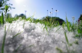 Novosađane već muče alergije: U vazduhu polen breze, platana, vrbe - kako da ublažite simptome?