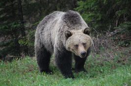 Grizli ubio muškarca u nacionalnom parku Jeloustoun 