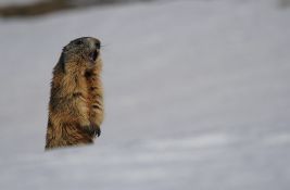 Dan mrmota u SAD i Kanadi